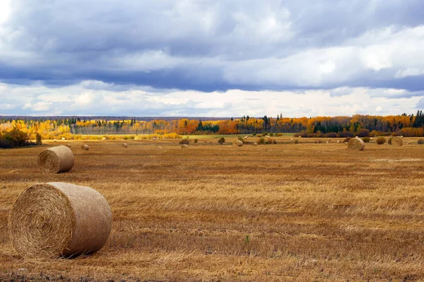 Countryside Scenery Autumn Big Field Wheat Harvest Bales Yellow Trees — Stock Photo, Image