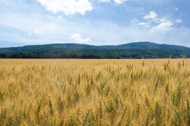 Olgunlaşan yeşil ve sarı buğday tarlalarının manzaralı arka planda orman tepeleri ve mavi güneşli gökyüzü.