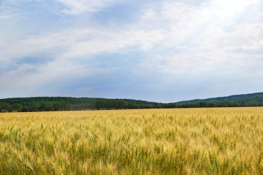 Olgunlaşan yeşil ve sarı buğday tarlalarının manzaralı arka planda orman tepeleri ve mavi güneşli gökyüzü.