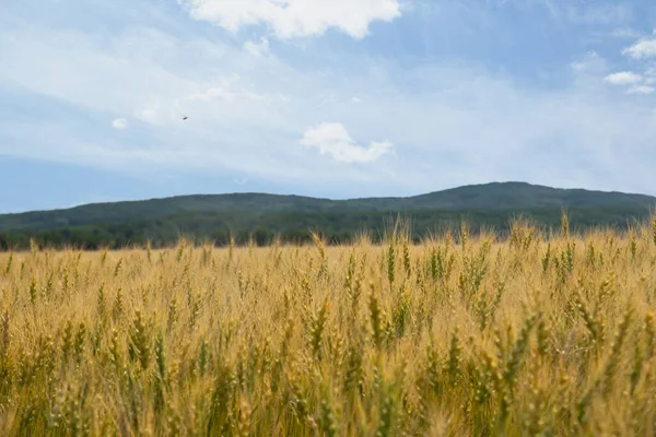 Scenic prairie landscape of the ripening green and yellow wheat field with forest hills in the background and blue sunny sky.