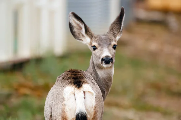 Portrait of female Mule deer visited a farm, standing near a grain bin in autumn.