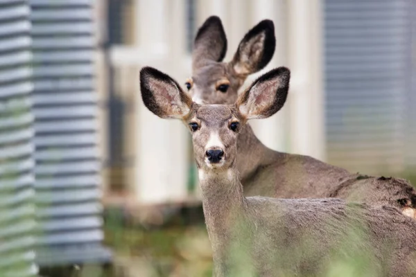 Portrait of female Mule deer visited a farm, standing near a grain bin in autumn.
