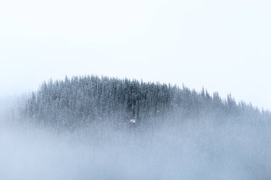 Kışın ladin ve çam ormanlarıyla kaplı bir dağda kar bulutu..