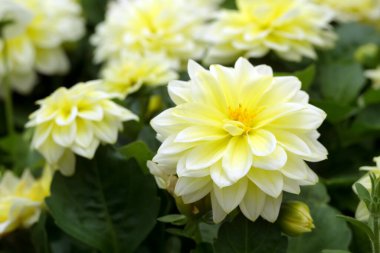 Yaz bahçesinde güzel sarı cüce demeti Dahlia çiçekleri (Dalhietta Shirley çeşidi) yetişmektedir..