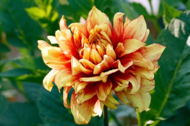 Kırmızı merkezli güzel sarı çiçek, Dahlia 