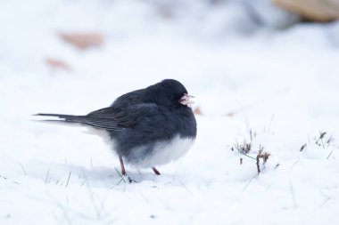 Siyah beyaz tüylü tatlı kara gözlü junco kışın karlı zeminde yiyecek arıyor..