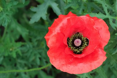 Siyah merkezli parlak kırmızı bir gelincik yaz bahçesindeki yeşil yaprakların arasında çiçek açıyor..