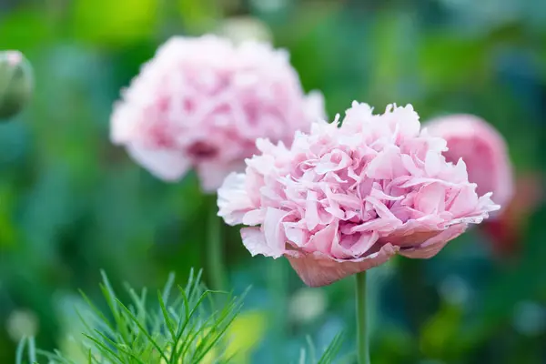 Gorgeous and gentle bloom of pink pompom flowers of Peony-like poppies in the garden among green foliage.