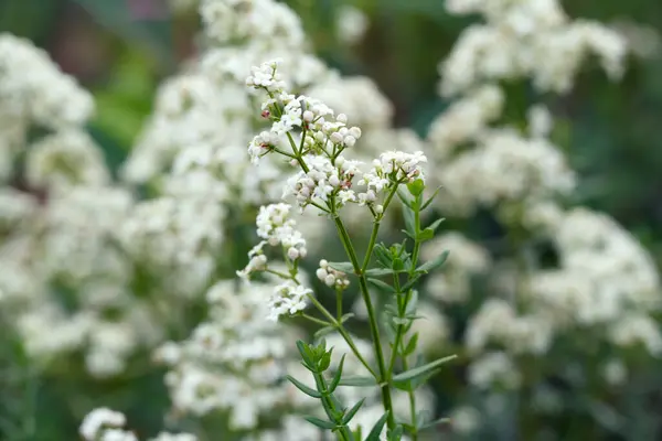 Cluster of white delicate tiny flowers of Galium boreale, or northern bedstraw, are blooming among grass in the forest.