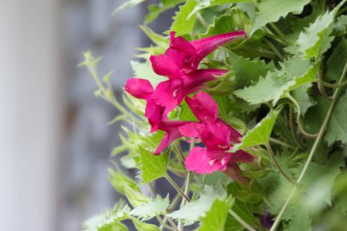 Egzotik ve eşsiz Lofos şarap (Lophospermum melezi) çiçekleri verandada asılı duran sepetin sarmaşıklarında çiçek açıyor..