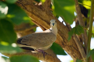 Cute Eurasian collared dove is perched on a tree branch in shade of dense green foliage in summer day.