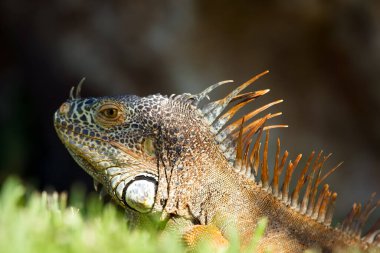 Portrait of beautiful male Green iguana with orange skin and long spikes laying on the lawn grass in the garden.