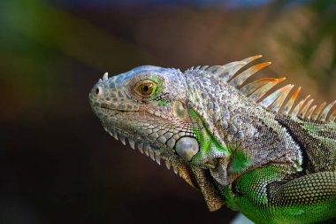 Portrait of male Green iguana with long orange spikes on the head resting in the garden.