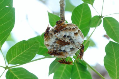 Wild wasps are sitting on their little paper nest hanging on the tree under shade of leaves.