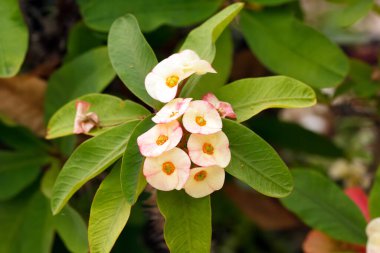 Yeşil yapraklar ve dikenlerle dalında Euphorbia milii (dikenli taç) beyaz ve pembe çiçek kümesi.