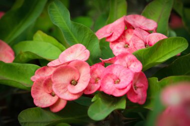 Yeşil yapraklı dikenli dalda Euphorbia milii 'nin (dikenli taç ya da İsa dikenli taç) güzel pembe çiçek kümesi.