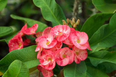 Yeşil yapraklı dikenli dalda Euphorbia milii 'nin (dikenli taç ya da İsa dikenli taç) güzel pembe çiçek kümesi.