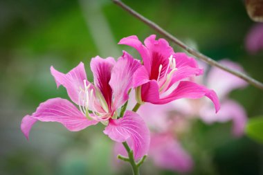 Yeşil yapraklı dalında Bauhinia purpurea 'nın (Orkide ağacı) muhteşem pembe çiçeği..