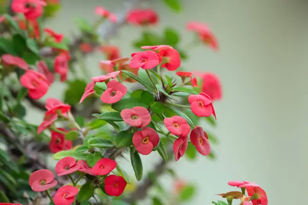 Little red flowers of Euphorbia milii (Crown of thorns or Christ thorns) with green foliage on a branch with many thorns in the summer garden.