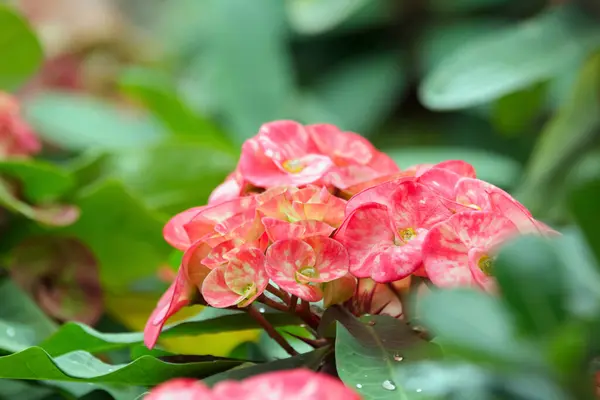 Beautiful cluster of bright pink flowers of Euphorbia milii (Crown of thorns or Christ thorn) on the prickly branch with green foliage.