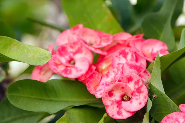 Beautiful cluster of bright pink flowers of Euphorbia milii (Crown of thorns or Christ thorn) on the prickly branch with green foliage.