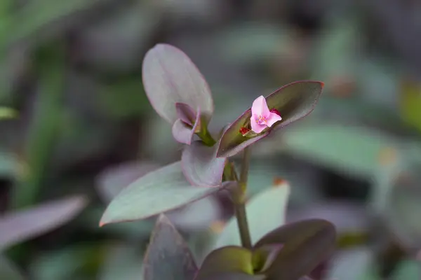 Tiny pink flowers of Purple heart (Tradescantia pallida) on branches with purple foliage in the garden.