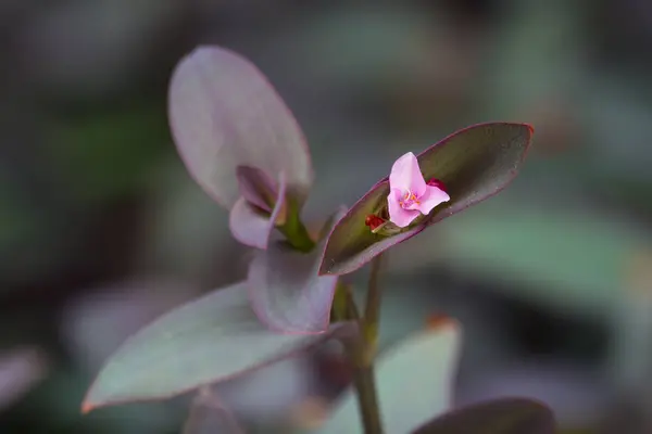 Tiny pink flowers of Purple heart (Tradescantia pallida) on branches with purple foliage in the garden.