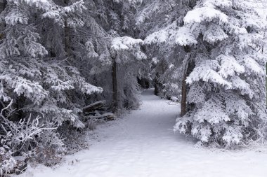 Karlı dolambaçlı yürüyüş patikası sessiz bir günde ormanda kırağı kaplamış büyük köknar ağaçlarının arasında..