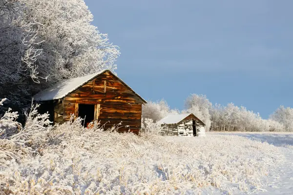 Lonely abandoned old wooden barn is standing in the field covered with snow near trees in hoarfrost, sunny winter day.