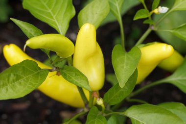 Bahçesinde yeşil yapraklar olan bir bitkinin üzerinde canlı sarı biber demeti yetişiyor..