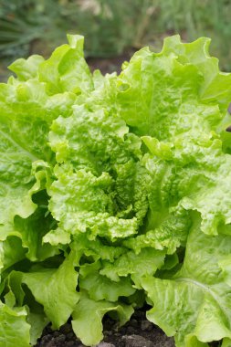 Yaz bahçesinde kıvrımlı yeşil yapraklı büyük marul başı büyüyor..