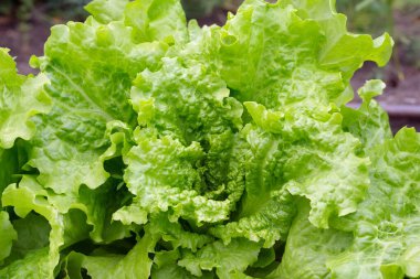 Yaz bahçesinde kıvrımlı yeşil yapraklı büyük marul başı büyüyor..