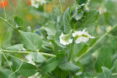 Yeşil yapraklı bezelye çiçekleri yaz bahçesinde yetişiyor..