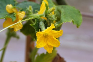 Baharda bir serada büyüyen bir dalda küçük sebzeler ve salatalıkların parlak sarı çiçekleri..