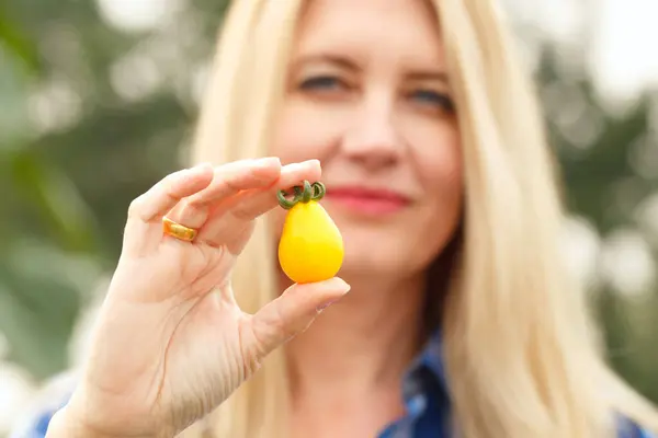 A blond female gardener is showing a golden cherry tomato (Yellow pear shaped variety) in front of her blurred face.
