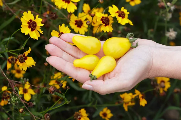 Handful of Yellow pear shaped cherry tomatoes in the garden near vibrant golden bloom of Plains coreopsis.