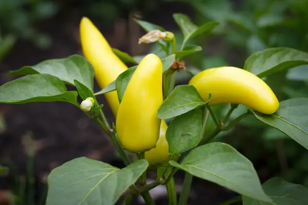 Vibrant yellow bunch of hot wax peppers are growing on a plant with green leaves in the garden.