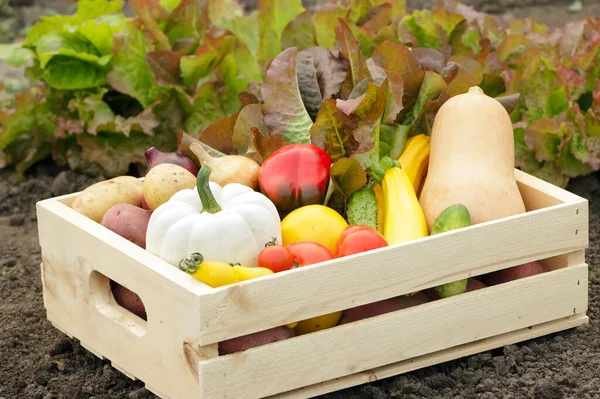 Wooden crate with assorted colorful vegetables (white pumpkin, potatoes, tomatoes, cucumbers, onion, zucchini, pepper) on the garden soil with row of lettuce on the background.