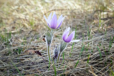 Güzel ilkbahar çiçekleri. Mor Crocus 'lar vahşi doğada kuru çimlerde çiçek açıyor..