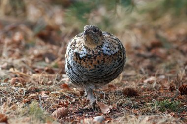 Dişi yakutlu orman tavuğu, dalların ve kahverengi yaprakların arasında, bahar ormanlarında yürüyor..