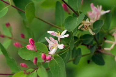 Parkta yeşil yaprakların açtığı dalda, istilacı Lonicera Tatarica (Tatarian hanımeli) ağaçlarının canlı pembe bahar çiçekleri..