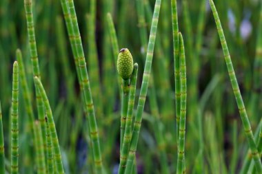 Açık yeşil eklemli Equisetum fluviatile (su at kuyruğu veya yılan otu) kökleri ucunda koni biçimli spor.