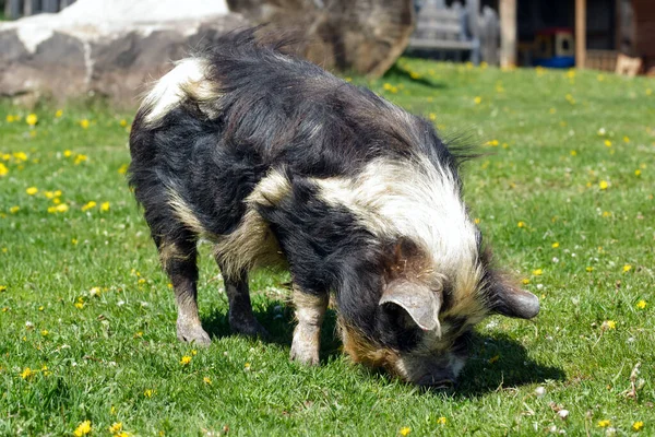 Big hairy black and white pig is grazing on green grass with yellow dandelions in the farm yard in spring.
