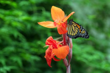 Güzel Kral kelebeği, yaz parkında, Canna Zambağı 'nın turuncu çiçeğinin üzerinde dinleniyor..