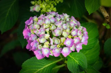 Bahar parkında yeşil yapraklı canlı pembe ve beyaz ortanca çiçekleri..