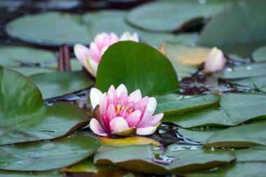 Su bitkisinin yumuşak pembe çiçekleri yeşil yapraklı nemfoman çiçekleri durgun gölet sularında yüzüyor..