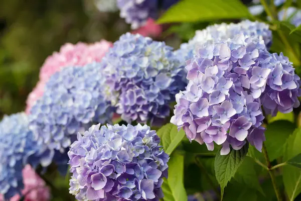 Vibrant purple pompoms of Hydrangea bloom with green foliage in spring park.