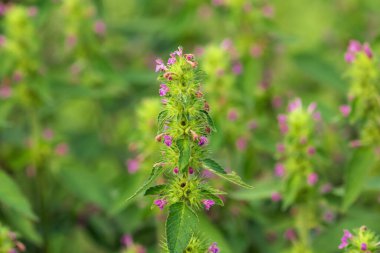 Çiçek açan Galeopsis bifida (bifid kenevir-ısırgan otu veya yaygın kenevir-ısırgan otu) ağaçlarda, yeşil yapraklı küçük mor çiçekler.