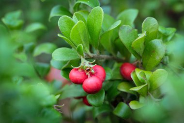 Cüce kutup ayısı çalısı. Parlak kırmızı olgun meyveler ve ormanda yetişen yeşil yapraklar..