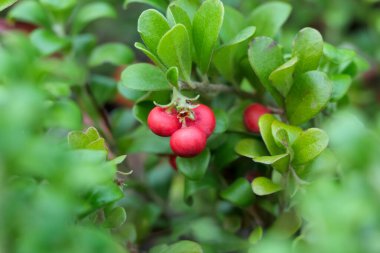 Cüce kutup ayısı çalısı. Parlak kırmızı olgun meyveler ve ormanda yetişen yeşil yapraklar..